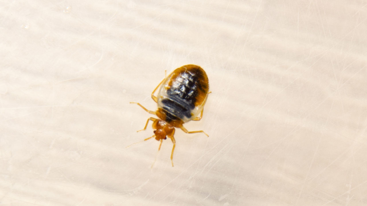 A bed bug on a plastic surface